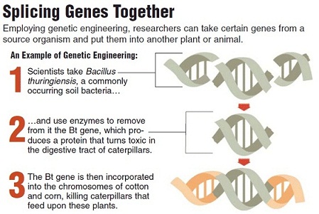 a description of biotechnology a technique that uses living organisms Biotechnology is the application of scientific and engineering principles to the processing of materials by biological agents to provide goods and services biotechnology includes any technique or technological application that uses biological systems or living organisms to create or modify products and processes of food production, sustainable . a description of biotechnology a technique that uses living organisms Biotechnology is the application of scientific and engineering principles to the processing of materials by biological agents to provide goods and services biotechnology includes any technique or technological application that uses biological systems or living organisms to create or modify products and processes of food production, sustainable .